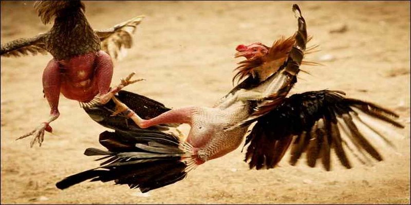 Chọi gà đòn là phương thức giải trí truyền thống, lâu đời